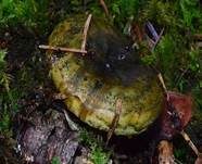 Olivbrauner Milchling, Foto 6