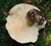 Olivbrauner Milchling, Foto 8