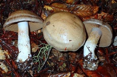 Olivbrauner Schleimkopf, Foto 2