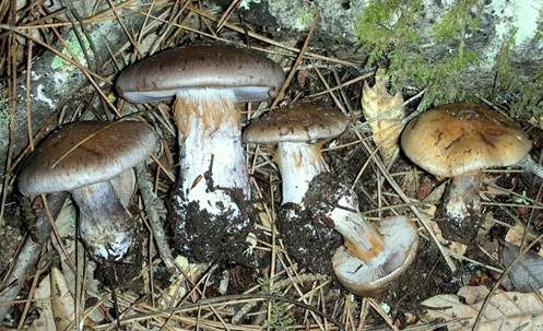 Olivbrauner Schleimkopf, Foto 3
