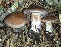 Olivbrauner Schleimkopf, Foto 7