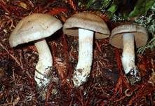 Olivbrauner Schleimkopf, Foto 8