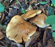 Olivbrauner Schleimkopf, Foto 9