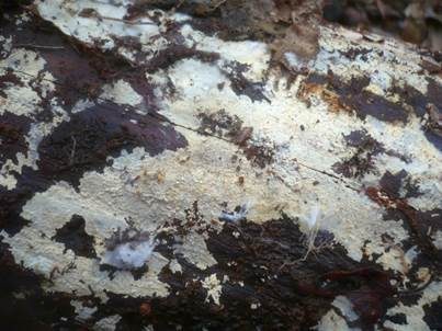 Blasser Zähnchenrindenpilz, Foto 2
