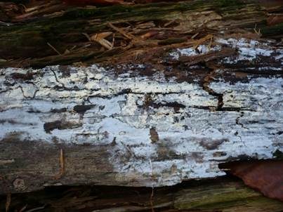 Blasser Zähnchenrindenpilz, Foto 3