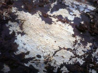 Blasser Zähnchenrindenpilz, Foto 4