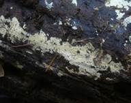 Blasser Zähnchenrindenpilz, Foto 6