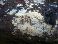Blasser Zähnchenrindenpilz, Foto 7