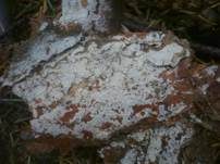Blasser Zähnchenrindenpilz, Foto 8