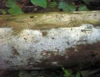 Blasser Zähnchenrindenpilz, Foto 9