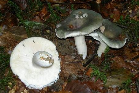 Olivfarbener Frauentäubling, Foto 3