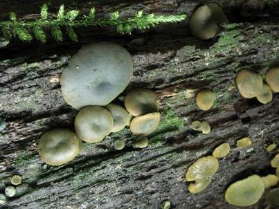 Olivfarbener Grünspanbecherling, Foto 2