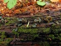 Olivfarbener Grünspanbecherling, Foto 6