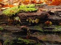 Olivfarbener Grünspanbecherling, Foto 8