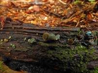 Olivfarbener Grünspanbecherling, Foto 10