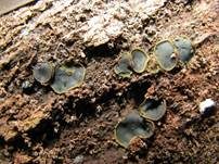 Olivfarbenes Kelchbecherchen, Foto 13