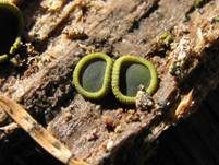 Olivfarbenes Kelchbecherchen, Foto 14