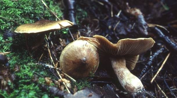 Olivgelber Raukopf, Foto 2