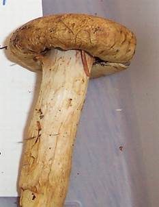 Olivgelber Schleimkopf, Foto 3