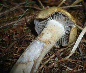 Olivgelber Schleimkopf, Foto 4