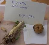 Olivgelber Schleimkopf, Foto 24