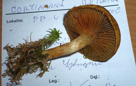 Olivgelber Schleimkopf, Foto 5