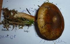 Olivgelber Schleimkopf, Foto 6