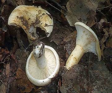 Blasser Zonenmilchling, Foto 2