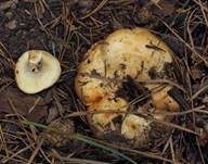 Blasser Zonenmilchling, Foto 14