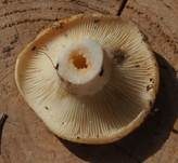 Blasser Zonenmilchling, Foto 16