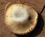 Blasser Zonenmilchling, Foto 17