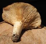 Blasser Zonenmilchling, Foto 19