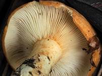 Blasser Zonenmilchling, Foto 22