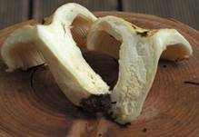 Blasser Zonenmilchling, Foto 23