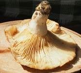 Blasser Zonenmilchling, Foto 24
