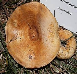 Blasser Zonenmilchling, Foto 5
