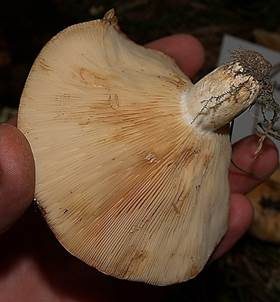 Blasser Zonenmilchling, Foto 6