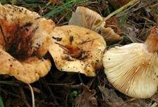 Blasser Zonenmilchling, Foto 7
