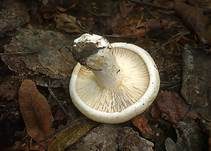 Blasser Zonenmilchling, Foto 10