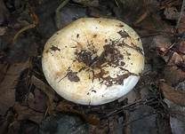 Blasser Zonenmilchling, Foto 11
