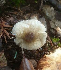 Olivgrauer Schirmling, Foto 3
