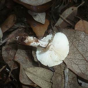 Olivgrauer Schirmling, Foto 4