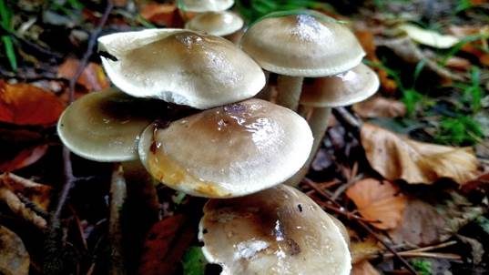 Olivgrauer Schneckling, Foto 2