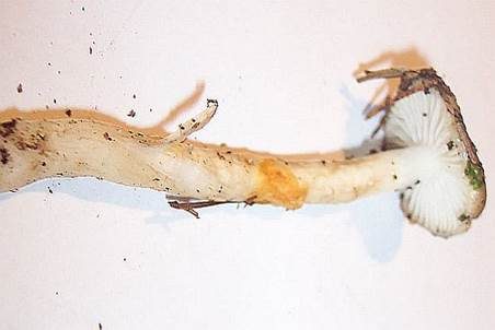 Olivgrauer Schneckling, Foto 5