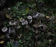 Olivgrauer Schneckling, Foto 9