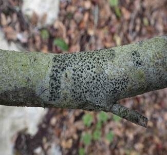 Olivgrüne Schwarznapfflechte, Foto 2