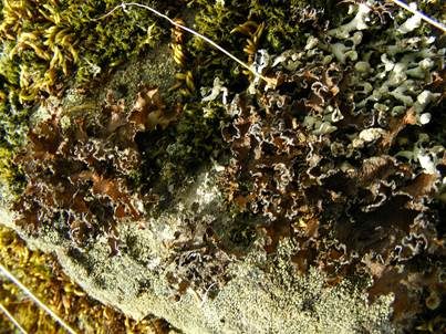 Olivgrüne Tartschenflechte, Foto 2