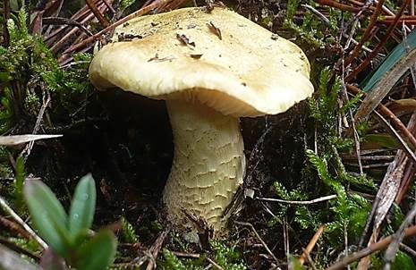 Olivgrüner Ritterling, Foto 2