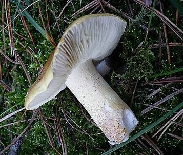 Olivgrüner Ritterling, Foto 4
