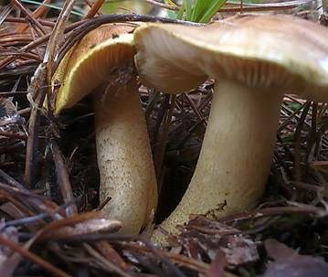 Olivgrüner Ritterling, Foto 5